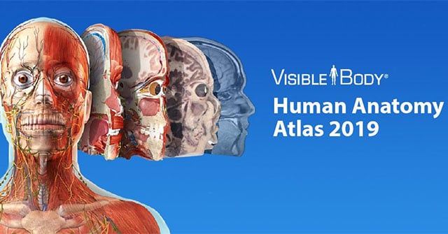 Hình nền Nền Mô Hình 3d Giải Phẫu Người để Tải Về Miễn Phí Nền Cho Tôi Xem  Một Bức Tranh Về Cơ Thể Con Người Background Vector để tải xuống miễn