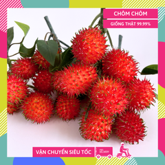 Chùm Chôm Chôm giả siêu giống thật, mô hình trái cây giả trang trí chùm chôm chôm