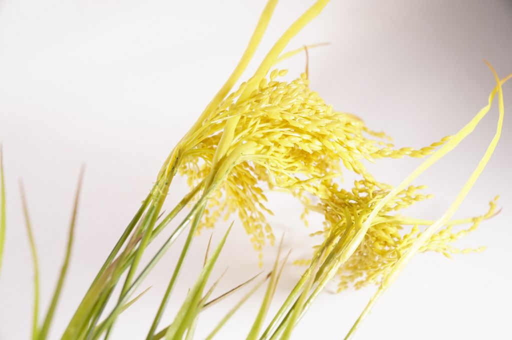 Hoa giả đẹp bụi lúa vàng trang trí nhà cửa thân - Cao 70cm