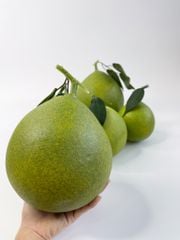 Trái Bưởi giả giống như thật, Mô hình trái cây giả quả Bưởi giả - Hoa quả giả cao cấp