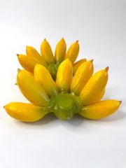 Nải chuối giả đẹp như thật, mô hình trái cây giả nải chuối cau - Loại xịn