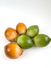 Trái Dừa giả giống thật như đúc, mô hình trái cây giả quả dừa xanh - Loại xịn