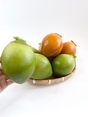 Trái Dừa giả giống thật như đúc, mô hình trái cây giả quả dừa xanh - Loại xịn