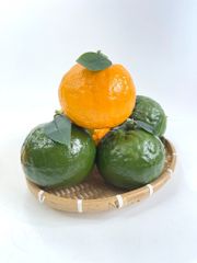 Quả Cam giả siêu thật, trái cây giả cao cấp loại xịn giống thật 99%