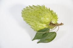 Trái mãng cầu gai giả giống thật như đúc, mô hình trái cây giả quả mãng cầu gai - Loại xịn