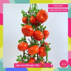 Chùm dây rau củ trái cây giả, chùm Quýt giả trang trí tết, hàng quán decor - Loại đẹp