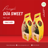 Dứa Sweet Hộp 1 Trái