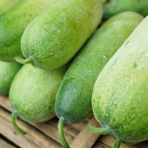 Bí Đao - Winter Melon / Wax Gourd