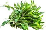 Rau Lũi Rừng