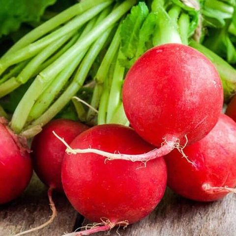 Củ Cải Đỏ - Radish