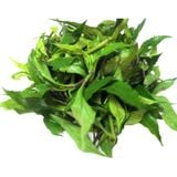 Rau Lũi Rừng