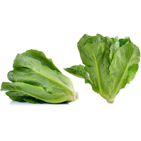 Xà Lách Romaine
