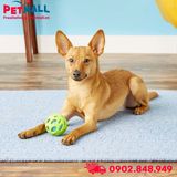 Đồ chơi JW Puppy Crackle Heads Ball for Dogs - Hỗ trợ huấn luyện cho chó con Petmall