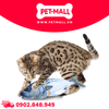 Đồ chơi AFP Chopped Mackerel Cuddler - Cá thu nhồi bông, có catnip bên trong Petmall