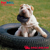 Đồ chơi Kong Tires Medium Size - Cho chó 13-30kg, có thể nhét treats Petmall