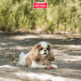 Đồ chơi Chuckit! Ultra Rubber Ball Tough Toys Small Size - Banh cao su cho chó Petmall