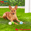 Đồ chơi Chuckit! Fetch Ball Medley Tripe Pack Dog Toy Small Size - Bộ 3 trái, tăng cường vận động và phản xạ Petmall