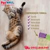 Treats Pet Naturals Daily Multi for Cats 37.5g - 30 Chews - Bổ sung Vitamin tổng hợp cho Mèo Petmall