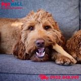 Đồ chơi Petstages Dogwood Stick Small Size - Xương gỗ hỗ trợ sạch răng Petmall