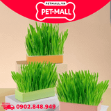 Khay và hạt trồng hạt giống Cat Grass - Tỉ lệ nảy mầm cao Petmall