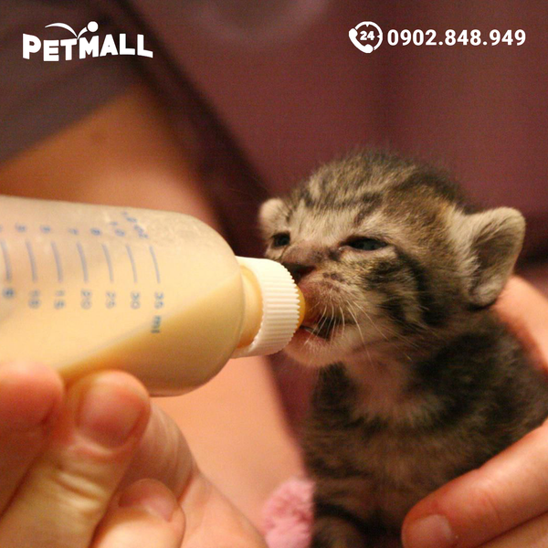Bộ bình sữa Vet Worthy Feline Nursing Kit Dành cho mèo PETMALL.VN