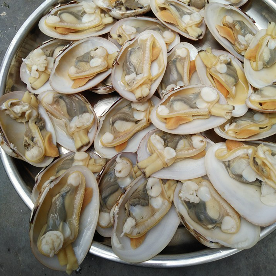Thành phần dinh dưỡng của Ngao hai cồi Thành phần dinh dưỡng của Ngao hai cồi