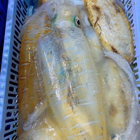 Mực lá Phú Quốc