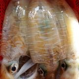  Mực lá câu Big Size Mi Nơ Phú Quốc 600g-up/con -10g 