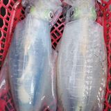  Mực lá câu Big Size Mi Nơ Phú Quốc 600g-up/con -10g 