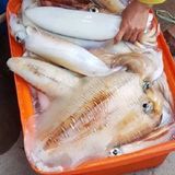  Mực lá câu Big Size Mi Nơ Phú Quốc 600g-up/con -10g 