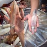  Mực trứng câu Phú Quốc - 500g/túi 