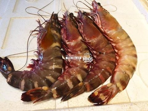  Tôm sú biển khổng lồ size 8 con/kg - 500g/khay (4 con) 
