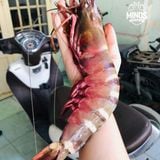  Tôm sú mẹ khổng lồ 6 con/kg 
