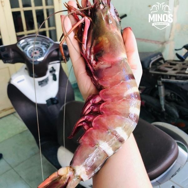 Tôm Sú Mẹ Khổng Lồ 5-6 Con – Minos.Com.Vn