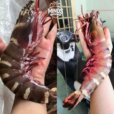  Tôm sú mẹ khổng lồ 6 con/kg 