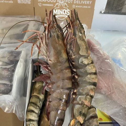  Tôm sú mẹ khổng lồ 6 con/kg 