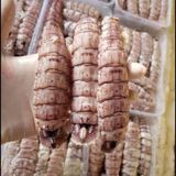  Thịt tôm tít - 500g/khay (50-65 con) 