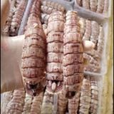  Thịt tôm tít - 500g/khay (50-60 con) 