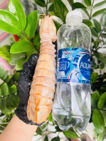  Tôm tít khổng lồ nguyên con túi 1kg (15-20con/kg) 