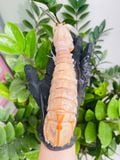 Tôm tít khổng lồ nguyên con túi 1kg (15-20con/kg) 