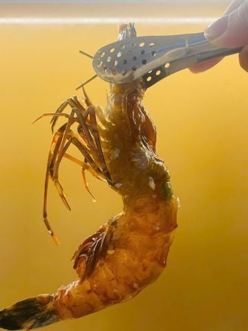  TÔM SÚ CỒ NGÂM MẮM TỎI 