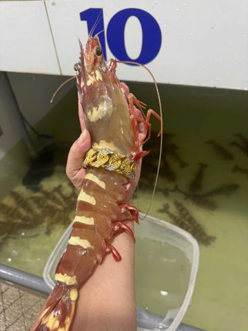  Tôm sú nữ hoàng khổng lồ 5 con/kg 