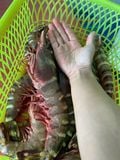  Tôm sú nữ hoàng khổng lồ 5 con/kg 