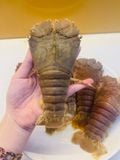  TÔM MŨ NI (7-8con/kg) - Khay 500gram 