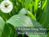 Cỏ Ghine Sông Mun