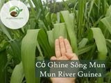 Cỏ Ghine Sông Mun