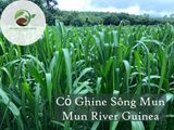 Cỏ Ghine Sông Mun