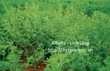 Cỏ Alfalfa - Linh lăng