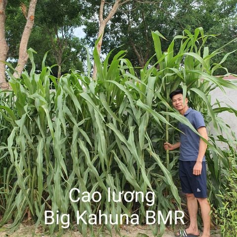 Big Kahuna BMR