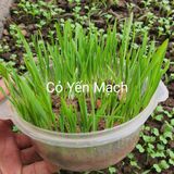 Cỏ Yến Mạch - Chịu Lạnh